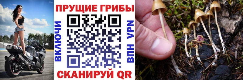 Галлюциногенные грибы MAGIC MUSHROOMS  даркнет сайт  Багратионовск 